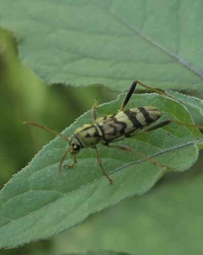 Xylotrechus polyzonus · iNaturalist