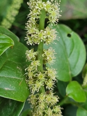 Image of Phytolacca dodecandra