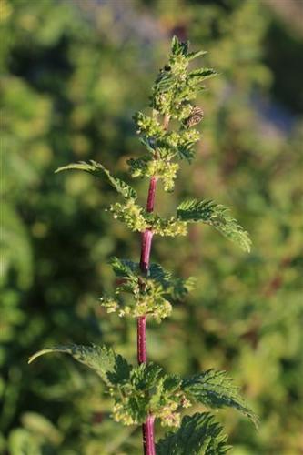 Dwarf Nettle