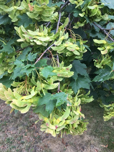 Paprastasis klevas nuotrauka