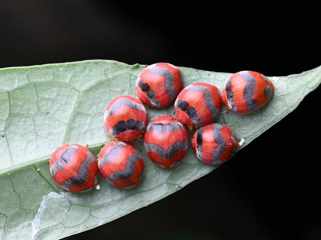 lady-beetles-from-on-september-05-2022-at-10-42-pm