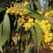 Golden Wattle - Photo (c) mjcorreia, all rights reserved, uploaded by mjcorreia