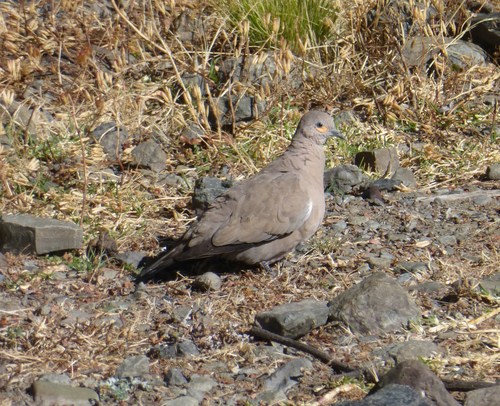 Black-winged Ground Dove