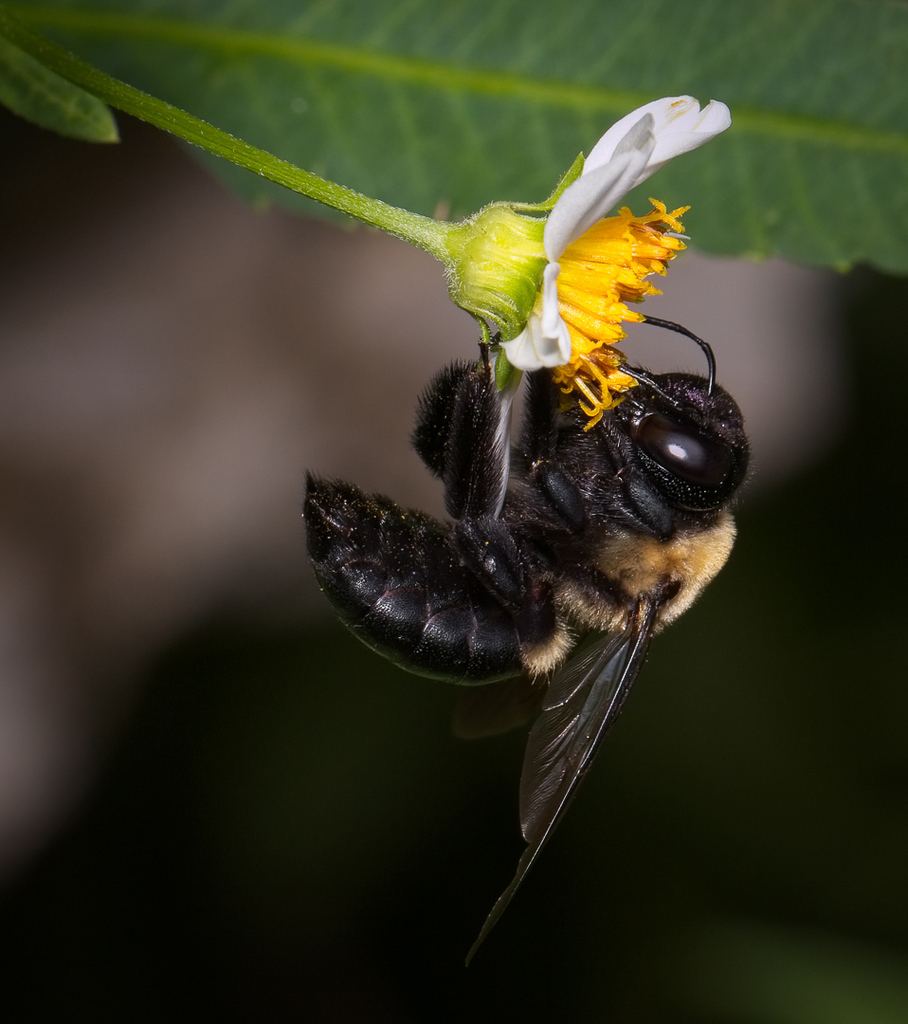 Virginia Carpenter Bee in September 2022 by Sharon Shaw Milligan ...