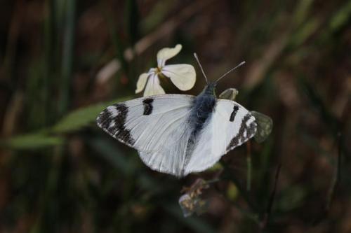 Green-striped White