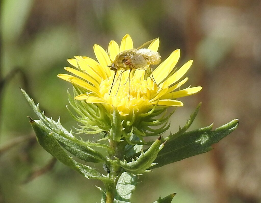 Woolly Bee Flies from 1770 Holford Rd, Garland, TX 75044, USA on