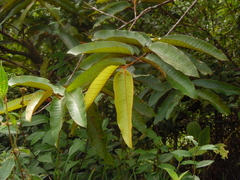 Image of Vismia guianensis
