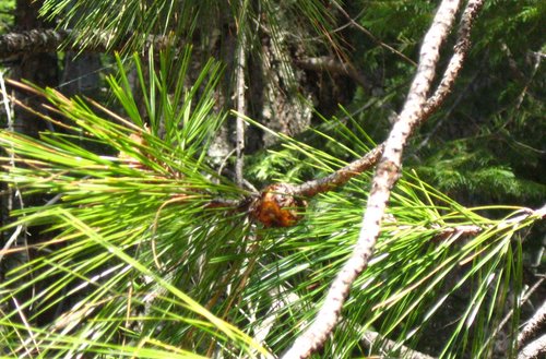 Western Gall Rust
