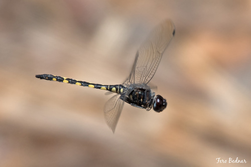 Zygonyx torridus