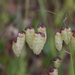 Greater Quaking Grass - Photo (c) mjcorreia, all rights reserved, uploaded by mjcorreia