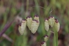 Greater Quaking Grass - Photo (c) mjcorreia, all rights reserved, uploaded by mjcorreia
