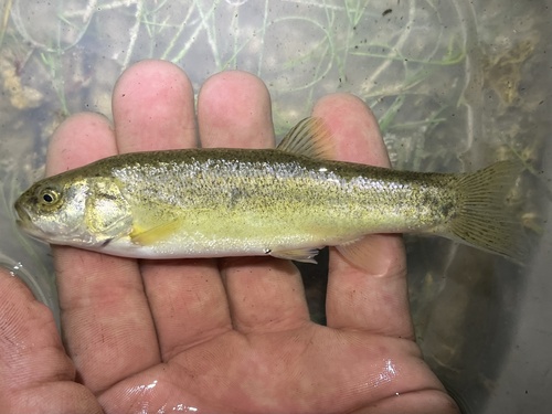 Relict Dace