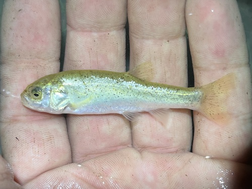 Relict Dace