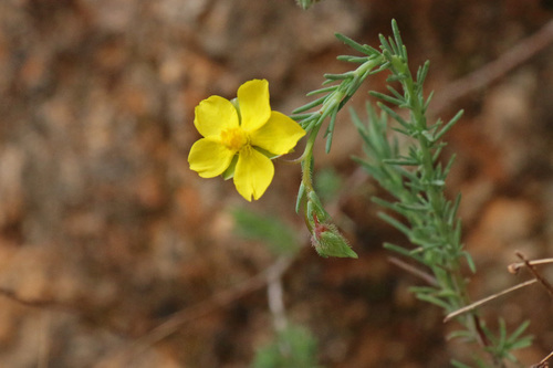 How to identify Fumana laevipes (L.) Spach