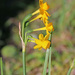 Narcissus calcicola - Photo (c) mjcorreia, todos los derechos reservados, subido por mjcorreia