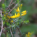 Genista triacanthos - Photo (c) mjcorreia, all rights reserved, uploaded by mjcorreia