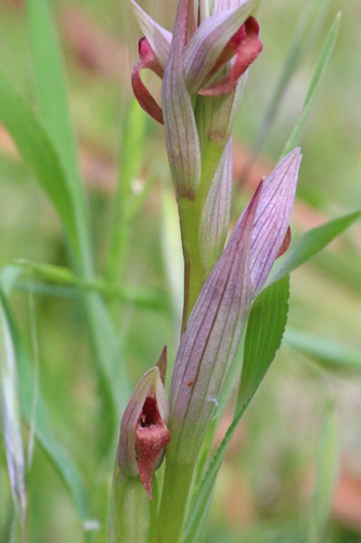 Lesser Tongue-orchid