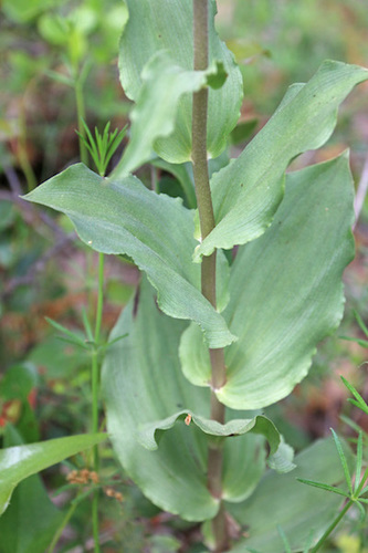 Plačialapis skiautalūpis nuotrauka