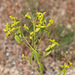 Euphorbia boetica - Photo 由 mjcorreia 所上傳的 (c) mjcorreia，保留所有權利