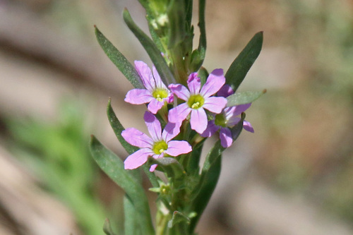 Lythrum hyssopifolia L.