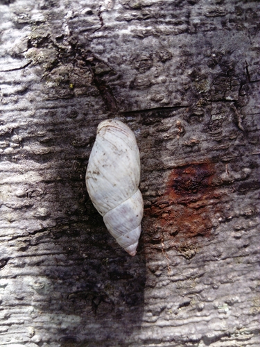 Mesembrinus sulcosus
