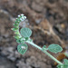 Heliotropium supinum - Photo 由 mjcorreia 所上傳的 (c) mjcorreia，保留所有權利