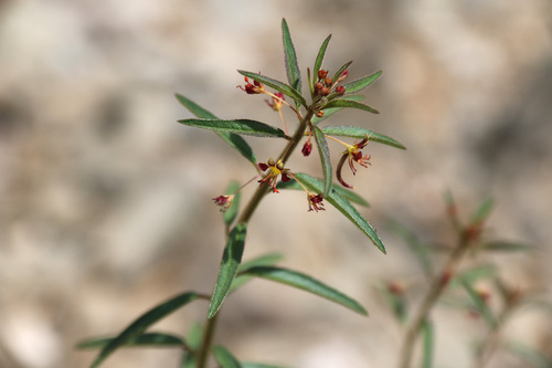 Cleome violacea · iNaturalist