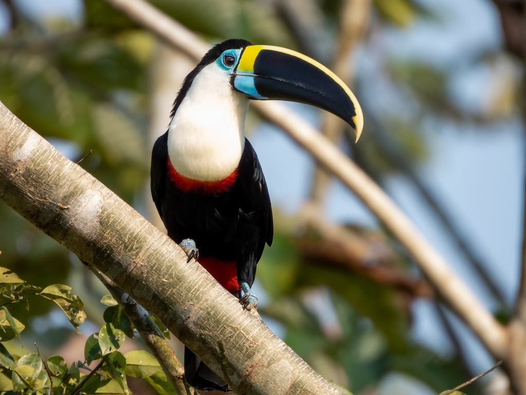 White-throated Toucan photo