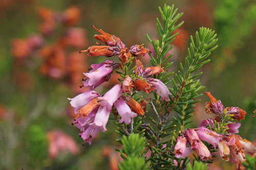 Spanish heath