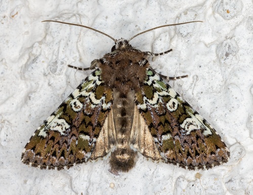 Crypsedra gemmea Treitschke, 1825