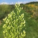 Horseweed - Photo (c) sjschooler, all rights reserved