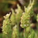 Lavandula viridis - Photo (c) mjcorreia, todos los derechos reservados, subido por mjcorreia