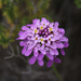 Candytuft - Photo (c) mjcorreia, all rights reserved, uploaded by mjcorreia