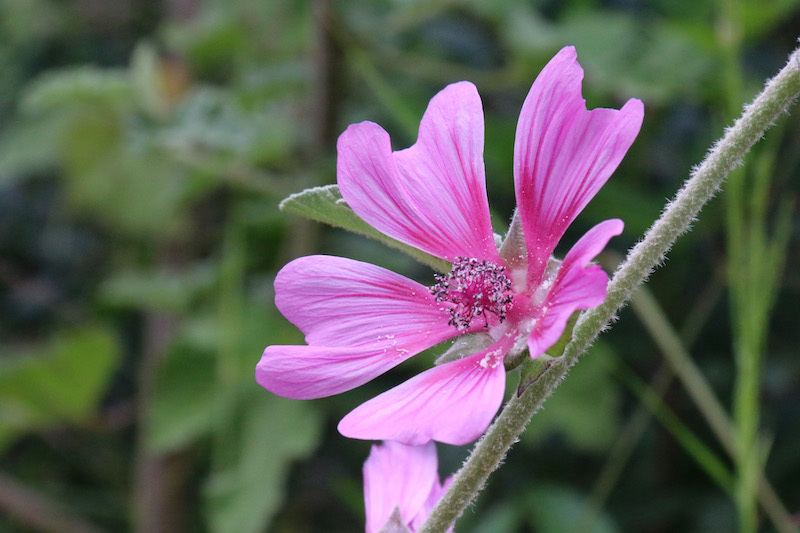 Malva de Hyères