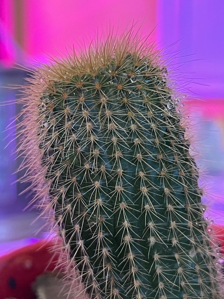 Cephalocereus polylophus in September 2022 by Tyler McCandless