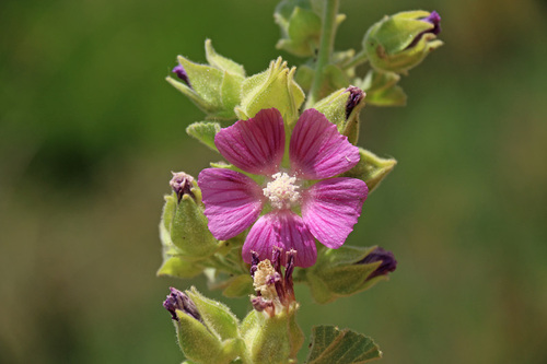 Lavatera triloba