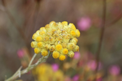Shrubby Everlasting
