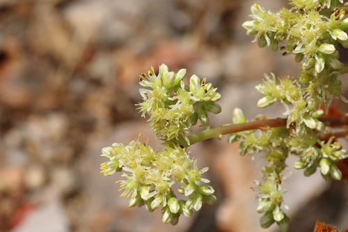 Pale Stonecrop