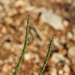 Crucianella latifolia - Photo (c) mjcorreia, todos los derechos reservados, subido por mjcorreia