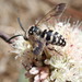 California Digger-cuckoo Bee - Photo (c) David Soren Harelson, all rights reserved, uploaded by David Soren Harelson