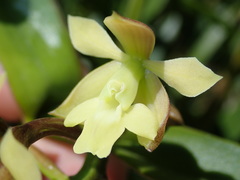 Epidendrum jaramilloi image