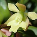 Epidendrum jaramilloi - Photo (c) Rudy Gelis, todos los derechos reservados, subido por Rudy Gelis