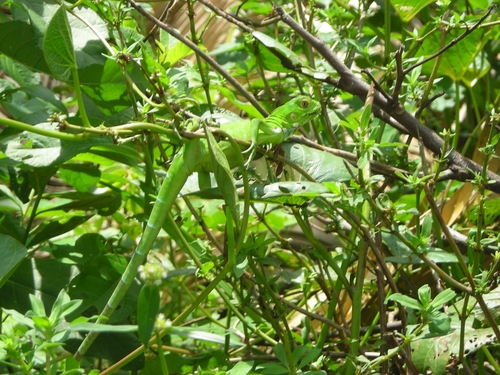 Green Iguana
