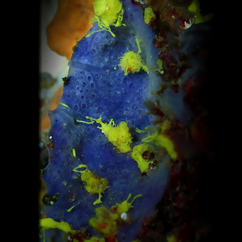 Yellow Tube Sponge