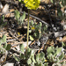 Eriogonum arcuatum arcuatum - Photo (c) Cody Hough, todos los derechos reservados, subido por Cody Hough