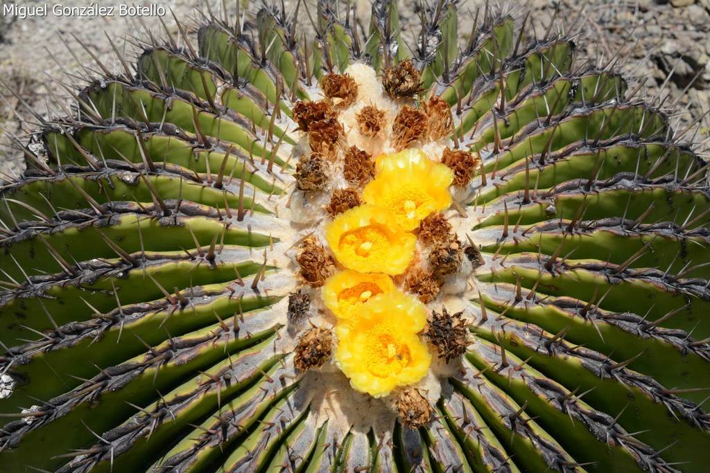 Candy Barrel Cactus (Echinocactus platyacanthus)  iNaturalist