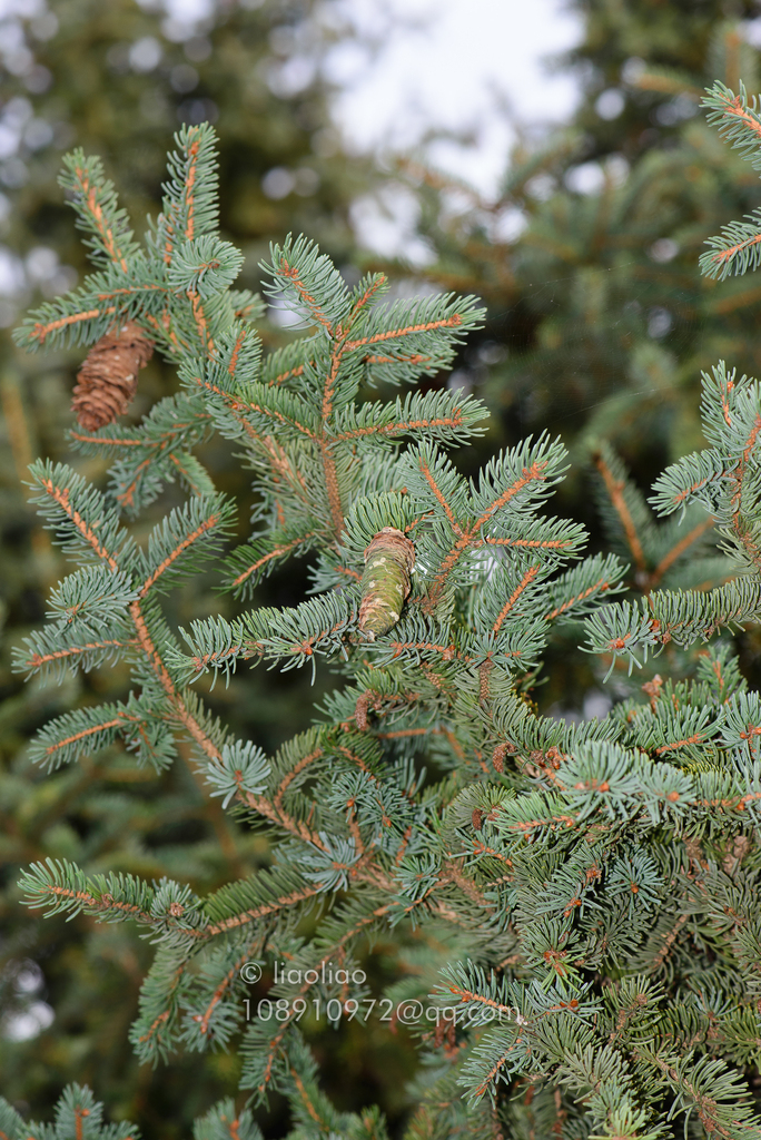 Meyer spruce