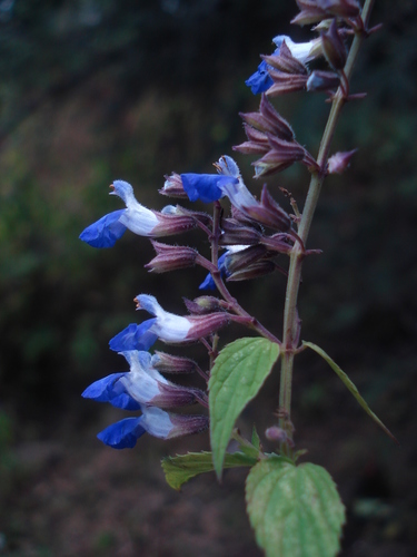 Salvia plurispicata