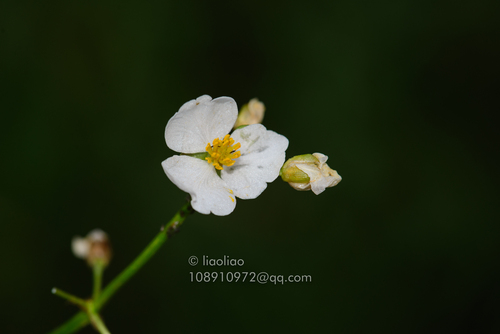 Sagittaria trifolia ssp. leucopetala