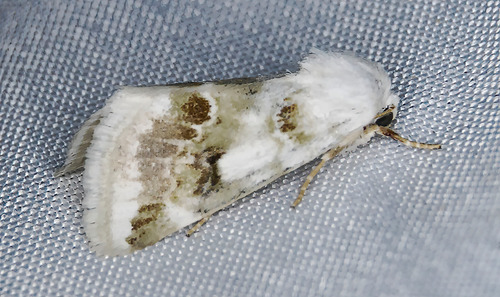 Schinia unimacula Smith, 1891